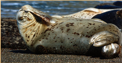 Harbor seal, mouth of Russian River, taken by Stacy Boorn