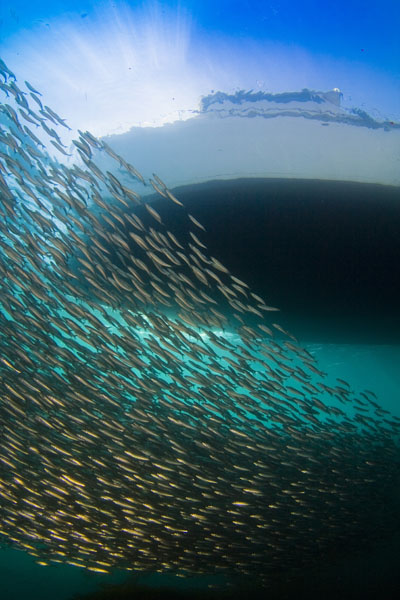 Large school of mackerel under Sundiver dive boat, Catalina Island, ©Brian Friedman