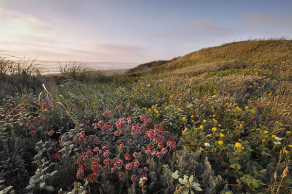 Native flowers, Lanphere Dunes, Humboldt Bay National Wildlife Refuge, ©Andrea Pickart