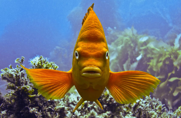 Garibaldi, Southern Channel Islands, ©Emma Fiori