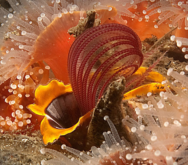 Feeding Barnacle, Morro Bay, ©Gary Powell