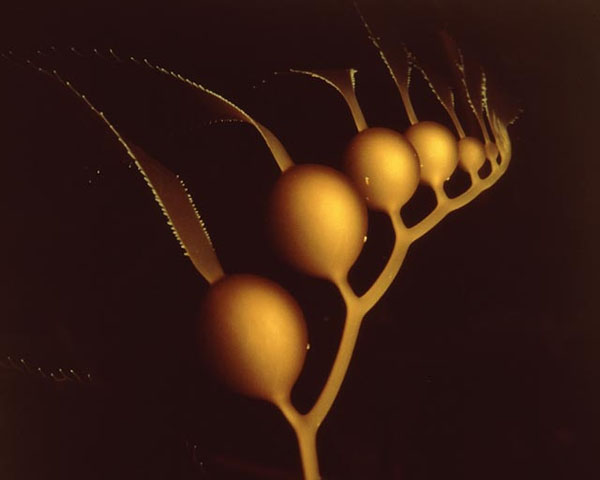 Kelp, Monterey Bay, ©Richard Lang