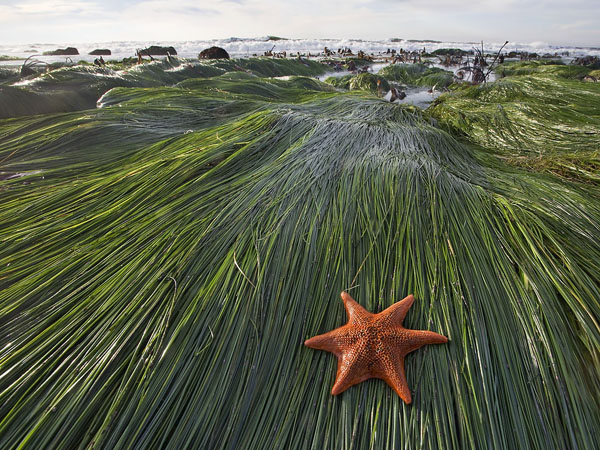 Seastar and Surfgrass, Montaa de Oro State Park, ©Bill Bouton