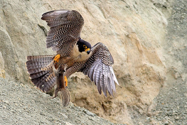 Herbert Knufken, Peregrine Falcon and Ground Squirrel : Torrey Pines State Natural Reserve, San Diego County 
