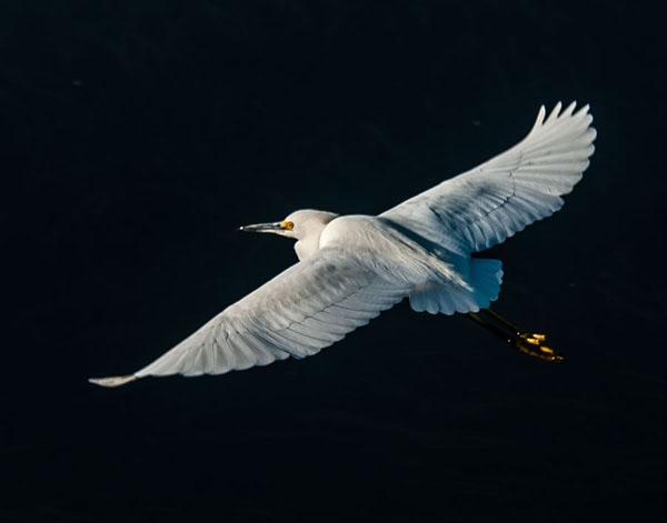 “Snowy Egret Flying” by Mark Singer, Snowy Egret flying in for a landing. Talbert Marsh. December 4, 2011.