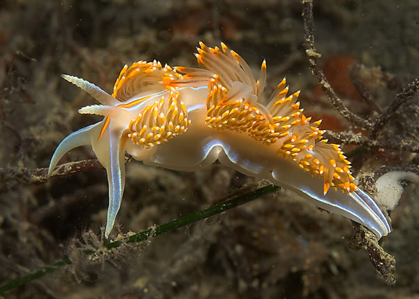 Gary Powell, Hermissenda crassicornis nudibranch, Morro Bay 