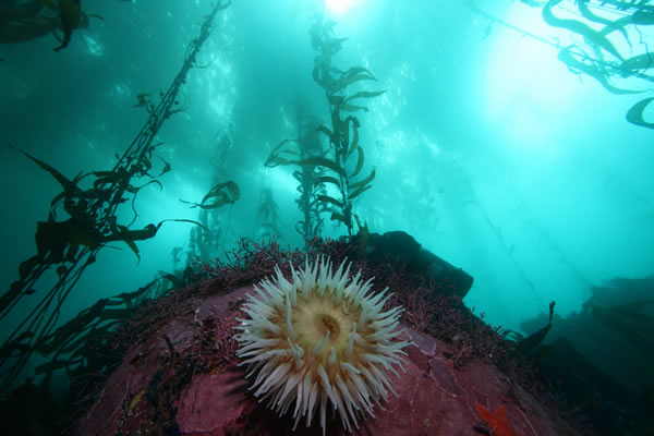 Chad King, Kelp Forest