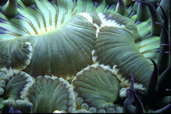 Darlene DeLancey, Proliferating Anemone, Channel Islands