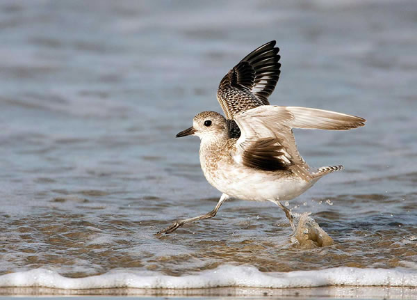 Richard Mittleman, Black-bellied Plover in Surf, Morro Strand State Beach