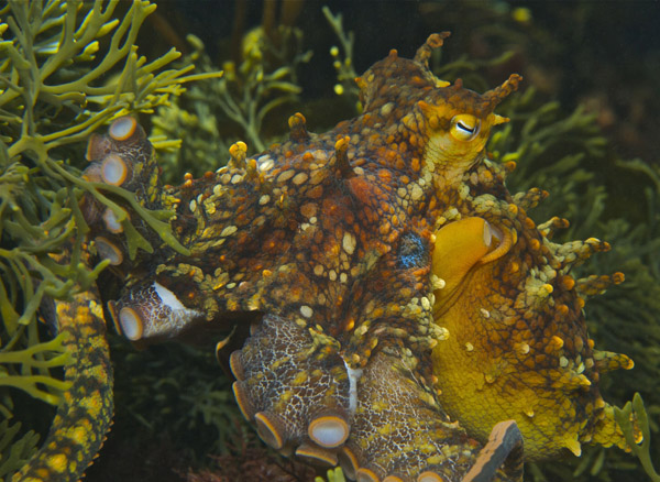 Two-Spotted Octopus, Two Harbors, Catalina Island, by Jonas Gozjack