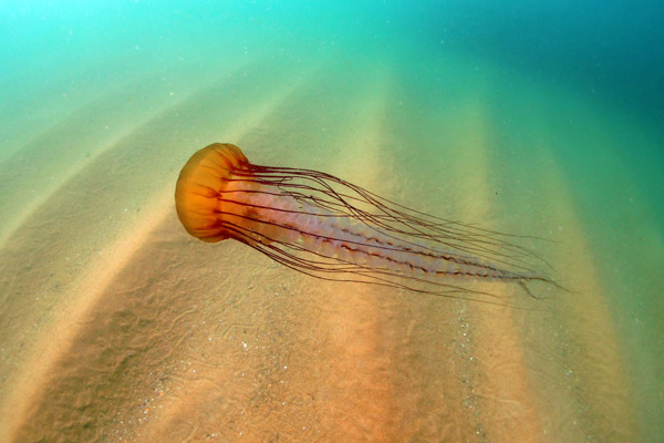 Sea nettle jelly, Monterey, by J.R. Sosky