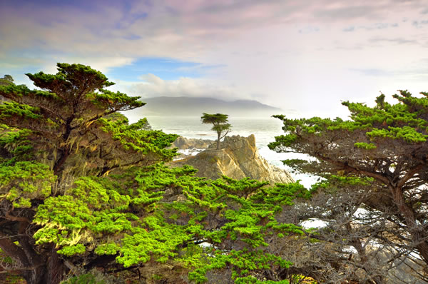 Lone Cypress, by Michael Ontiveros