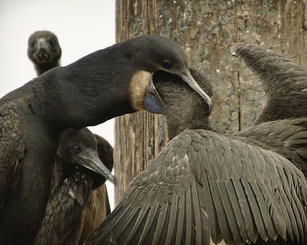 Cormorant feeding her young one, Elkhorn Slough, by Randall Fox