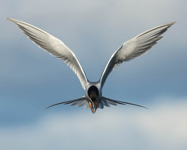 Symmetry (Forster's Tern), Palo Alto Baylands, by Grant Yang