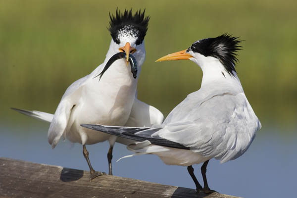 Elegant Tern Courtship, Bolsa Chica Wetlands, by Hal Beral