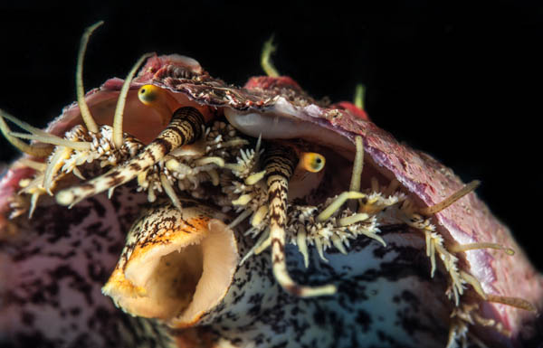 Abalone Eyes, Palos Verdes, by Phil Garner