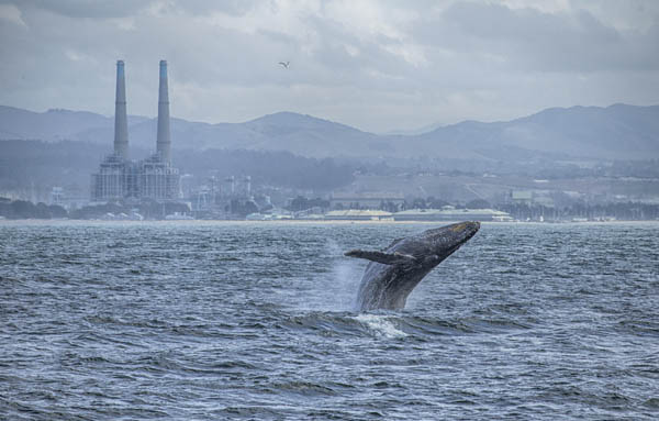 Humpback Whale Breaching, Moss Landing, by Shane Keena
