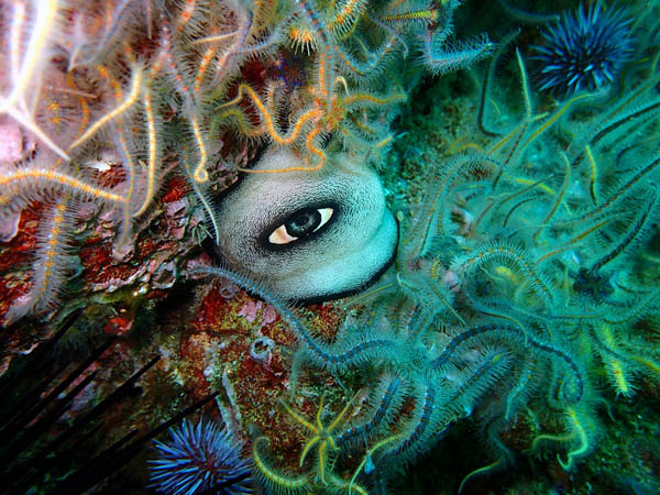 Keyhole Limpet surrounded by brittle stars, Anacapa Island, by Susy Horowitz