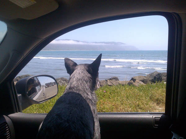 A Stop at the Beach (Pepper in Crescent City), by Timothy Dickinson