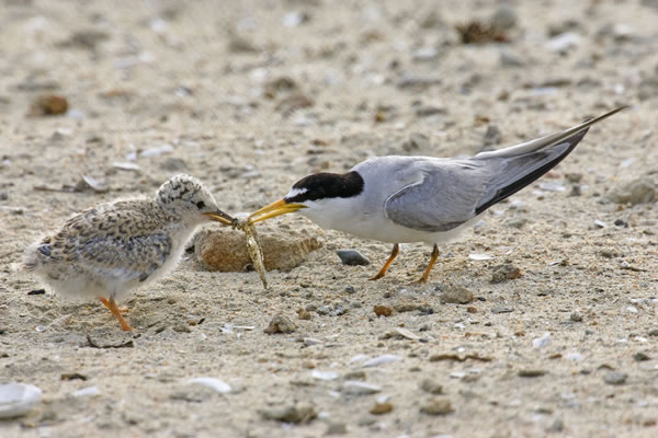 Adult feeding a Least Tern chick, Bolsa Chica wetlands, by Hal Beral