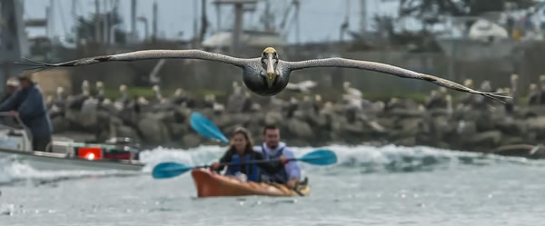 Pelican flying ahead of kayakers at Elkhorn Slough, by John Charles Bruckman