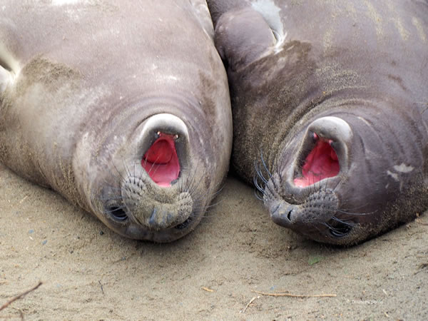 Northern Elephant Seals with mouths open, Piedras Blancas, by Charmaine Coimbra