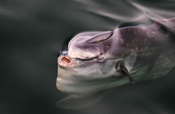 Mola mola feeding on a Velella velella, Monterey Bay, by Jodi Frediani