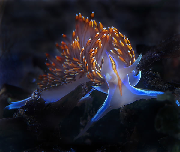 Opalescent Nudibranch, Morro Bay, by Gary Powell