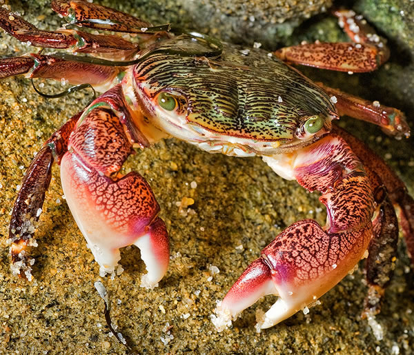 Striped Shore Crab, La Jolla, by Michael Shane