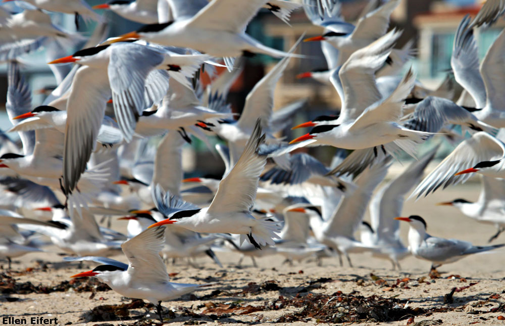 Photo of Caspian Terns in Redondo Beach, by Eileen Eifert