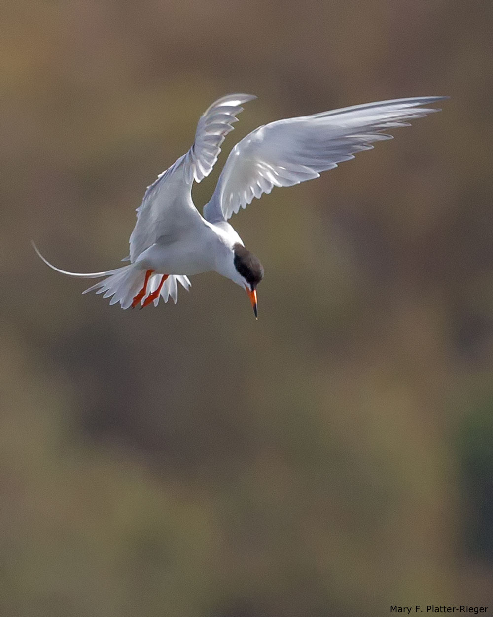 Photo of Common Tern fishing, San Diego, by Mary F. Platter-Rieger