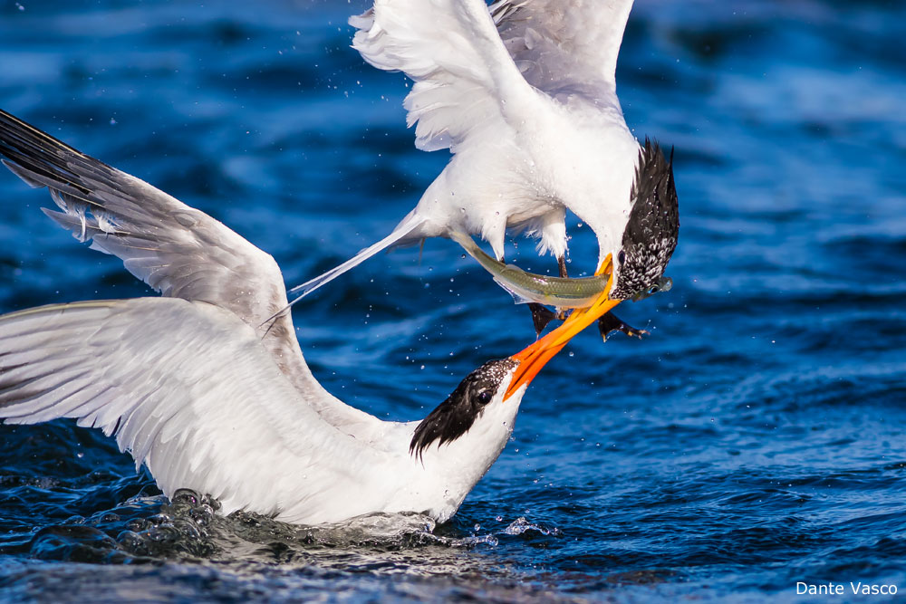 Photo of Elegant Terns dueling for fish, by Dante Vasco