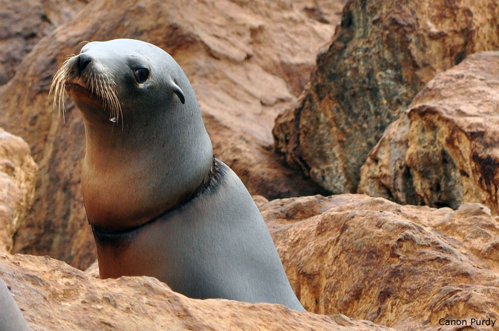 Photo of entangled California Sea Lion, Monterey, by Canon Purdy