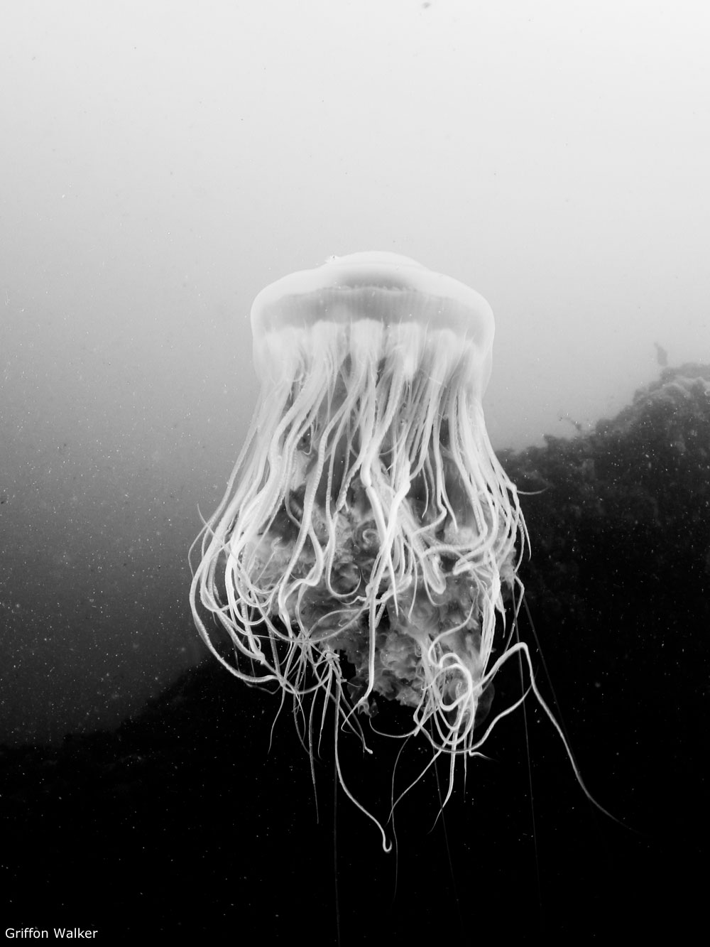 Photo of Jellyfish, Big Sur, by Griffon Walker