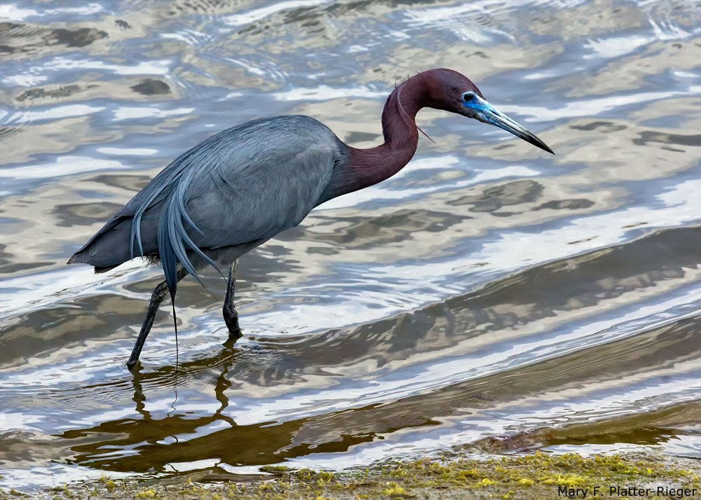 Photo of adult Little Blue Heron fishing, San Diego, by Ricky Pan
