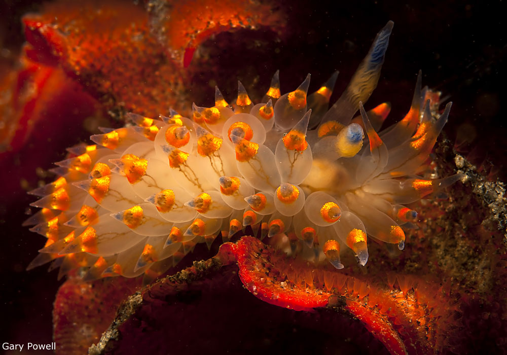 Photo of Janolus barbarensis nudibranch, Morro Bay, by Gary Powell