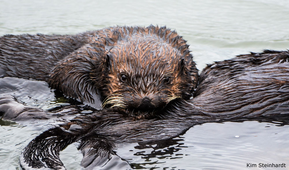 Photo of Sea Otter pup nursing, Monterey Bay, by Kim Steinhardt