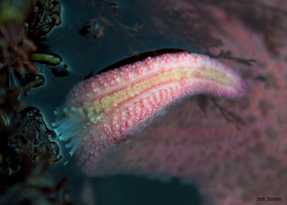 Photo close-up of sea star arm, by Jim Jones