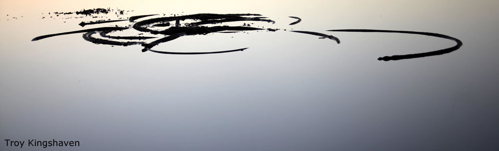 Photo of seaweed in Monterey Bay, by Troy Kingshaven