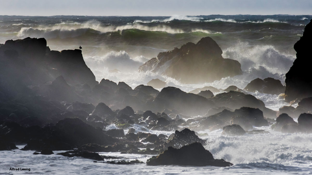 Photo of waves crashing on rocks, mist in the air. A single bird perches on a rock.