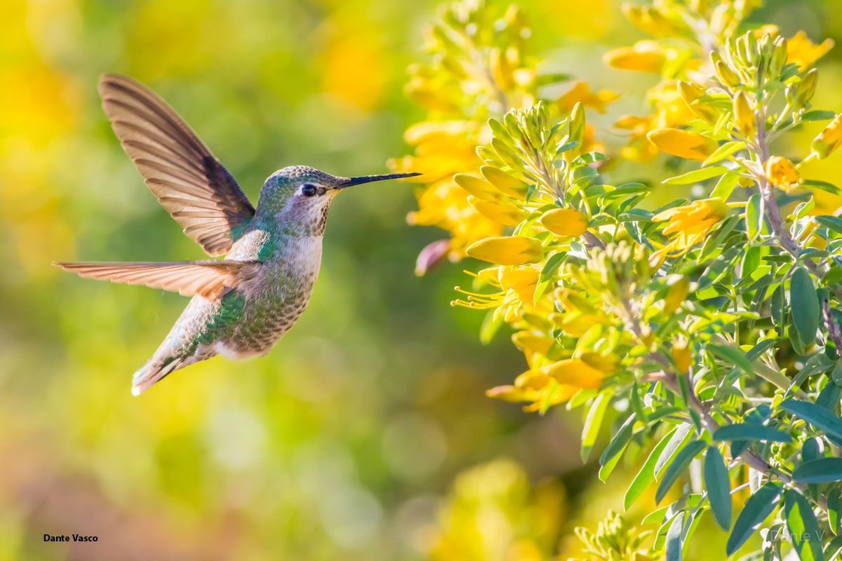 Photo of a hummingbird hovering to drink from yellow flowers.