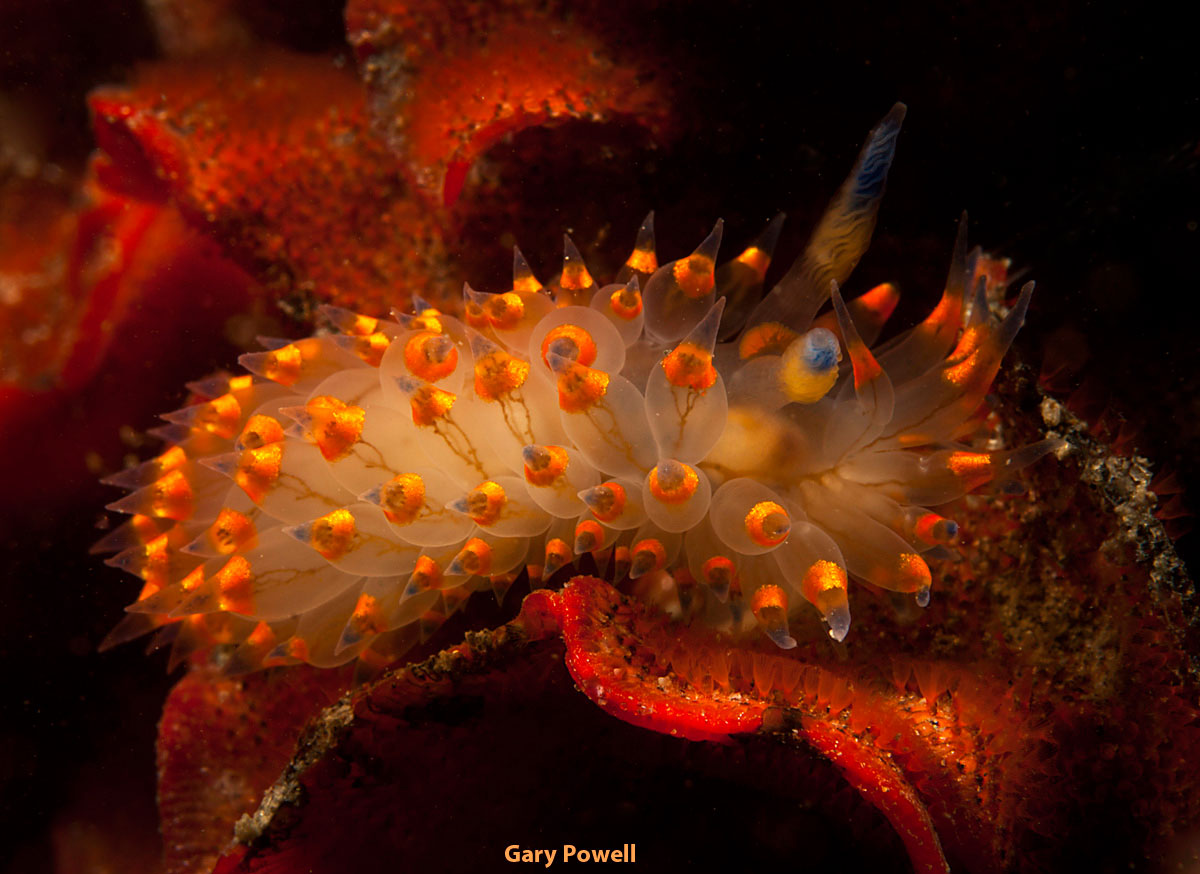 Photo of an orange nudibranch underwater on a background of red