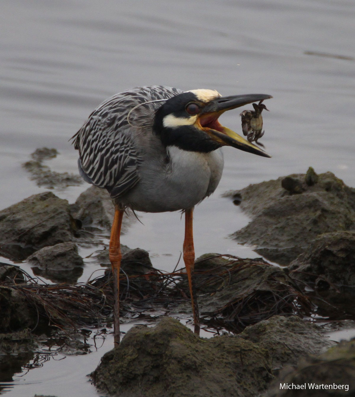Photo of bird with wide open beak around a small crab. Black, white and gray feathers and orange legs.