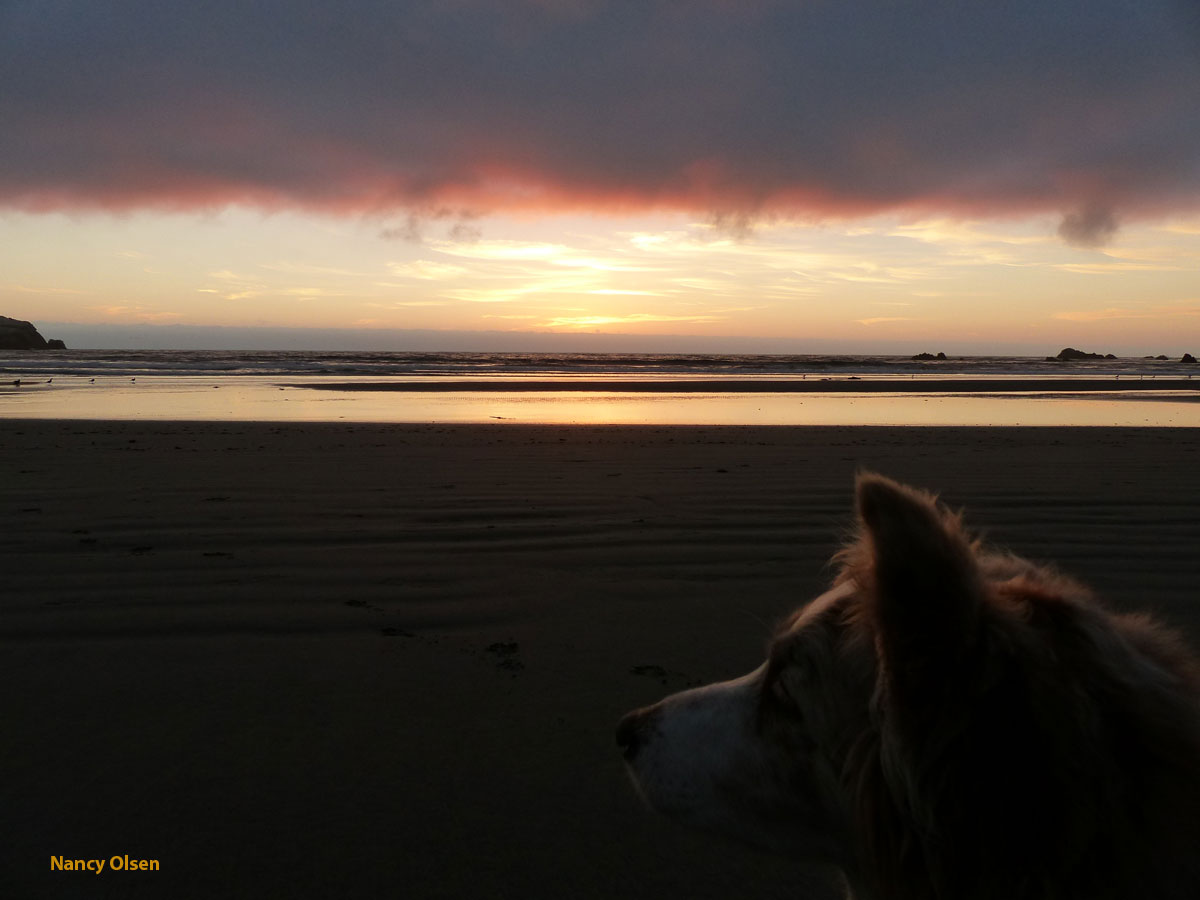 Photo of a pink sunset over a flat ocean, dog in profile in the foreground