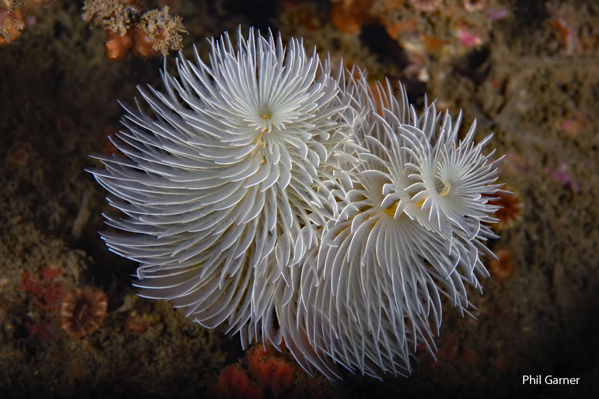 Photo of luminous, white feather duster worm underwater on a reef