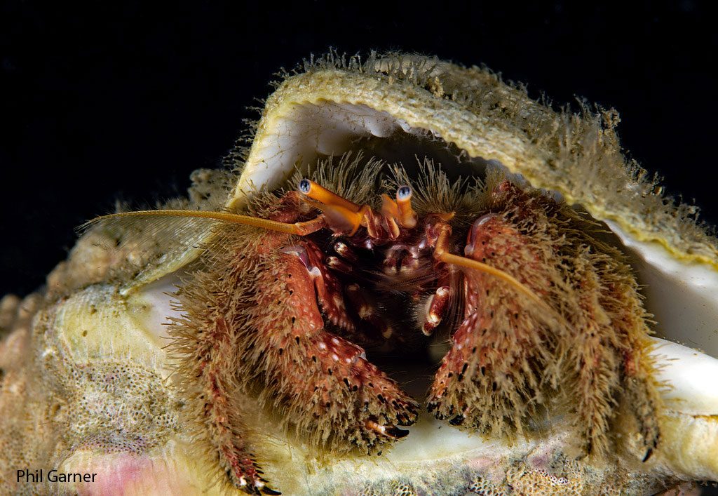 Photo of a crab peeking out from under its shell, underwater