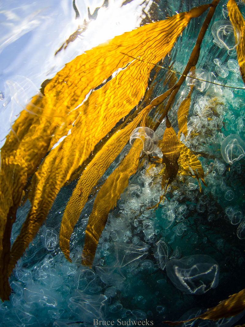 Kelp among jellies underwater, by Bruce Sudweeks