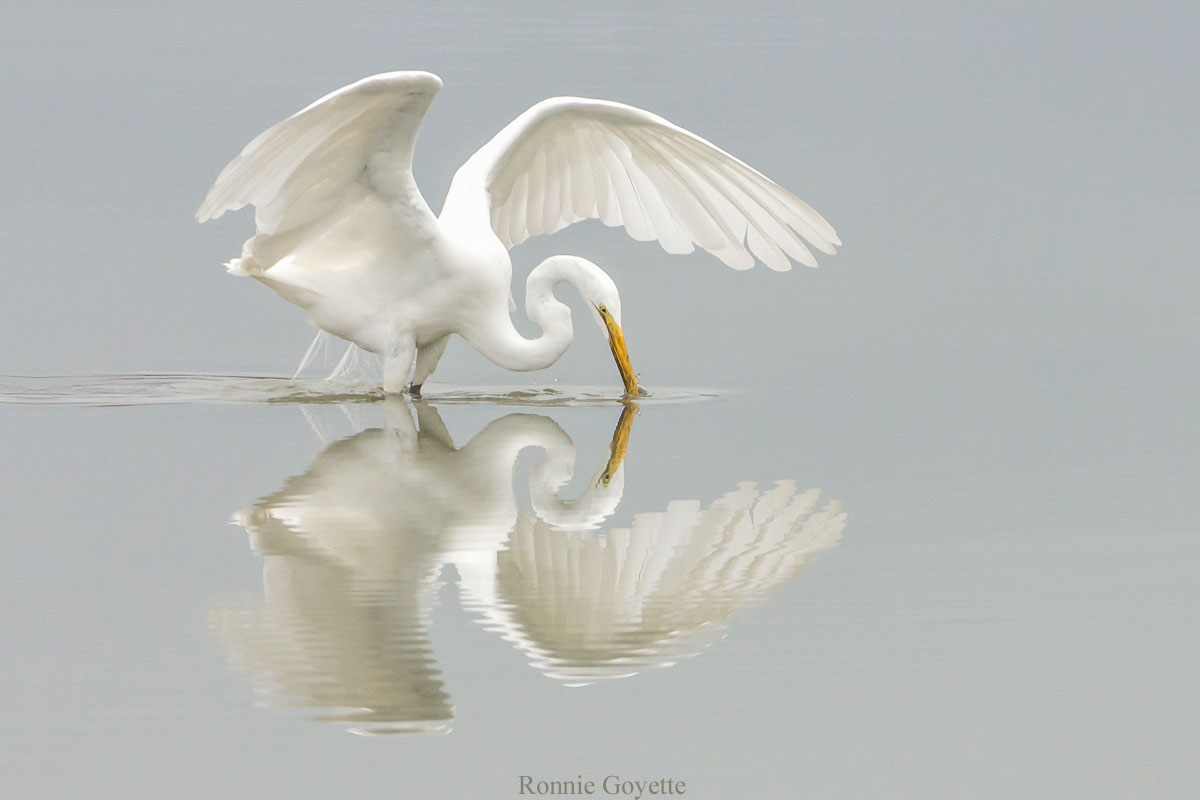 Photo of a great egret, by Ronnie Goyette