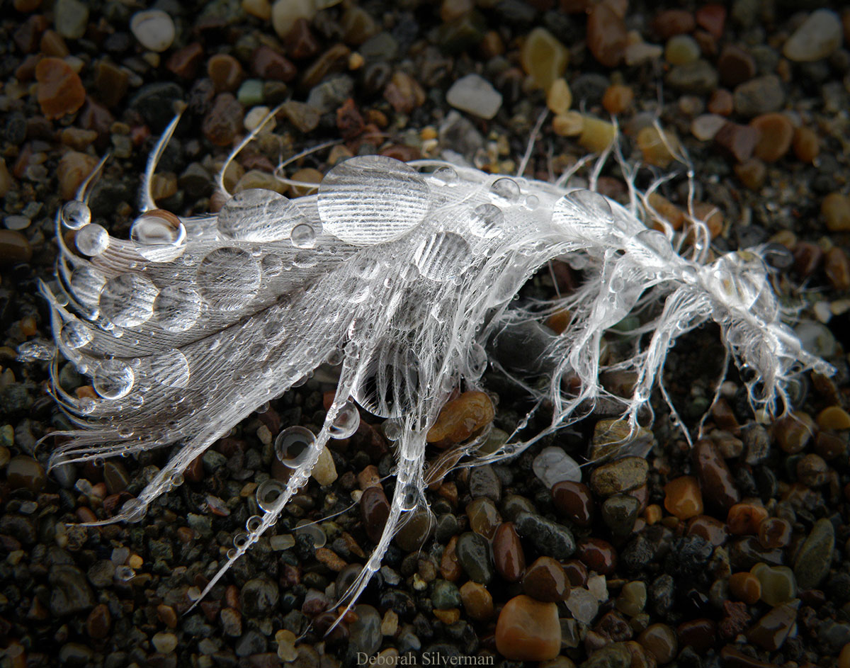Photo of a feather on a pebbly beach, topped with dew drops, by Deborah Silverman