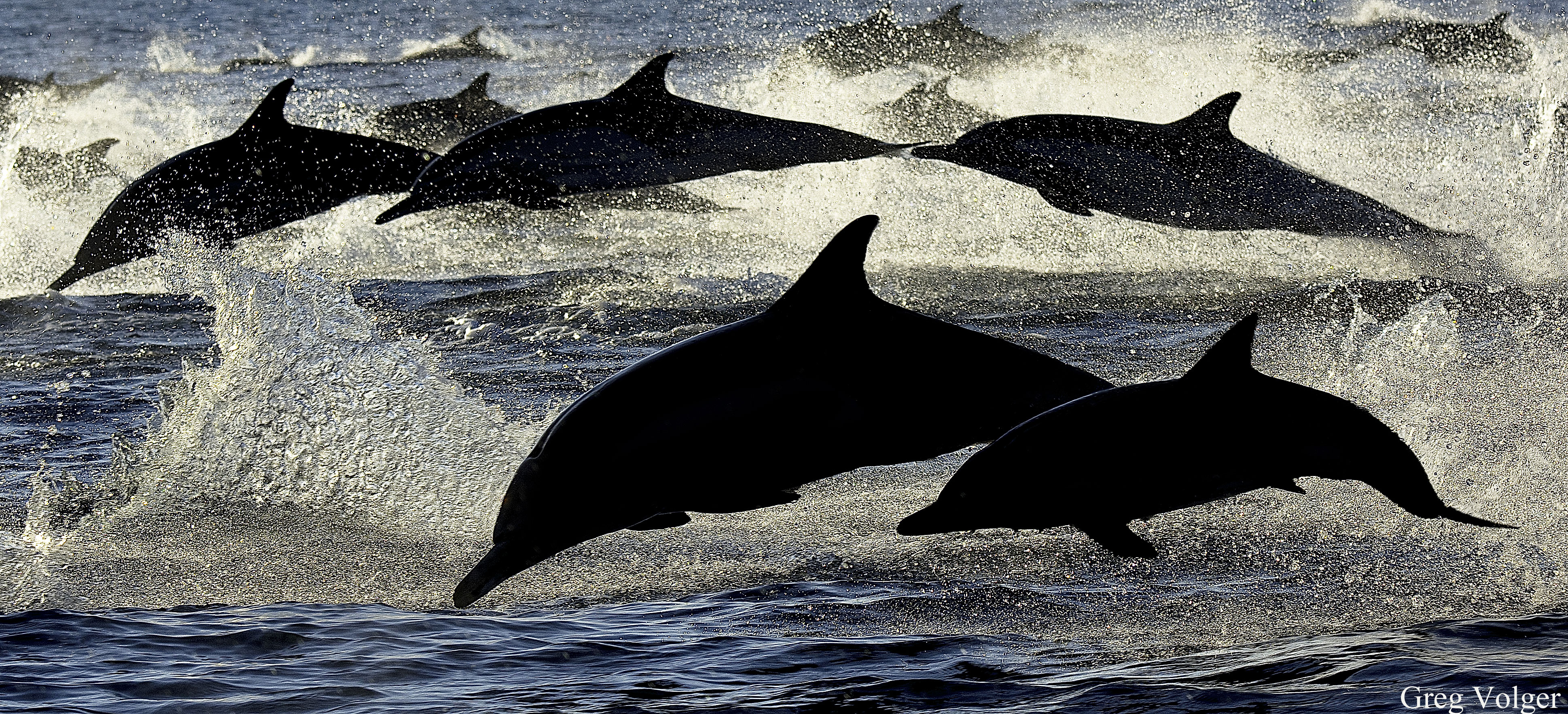 Photo of a school of leaping dolphins, by Greg Volger